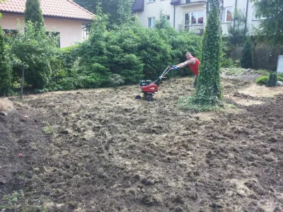 przesadzanie krzewów