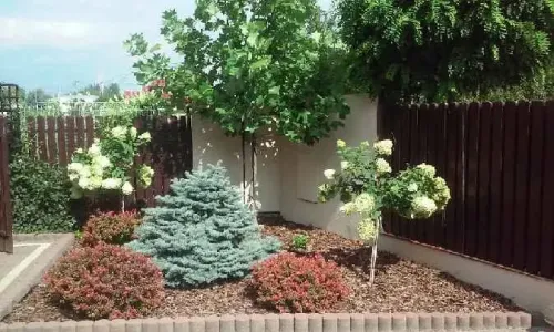 Sadzenie krzewów